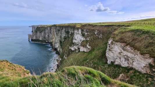 RSPB Bempton Cliffs 16